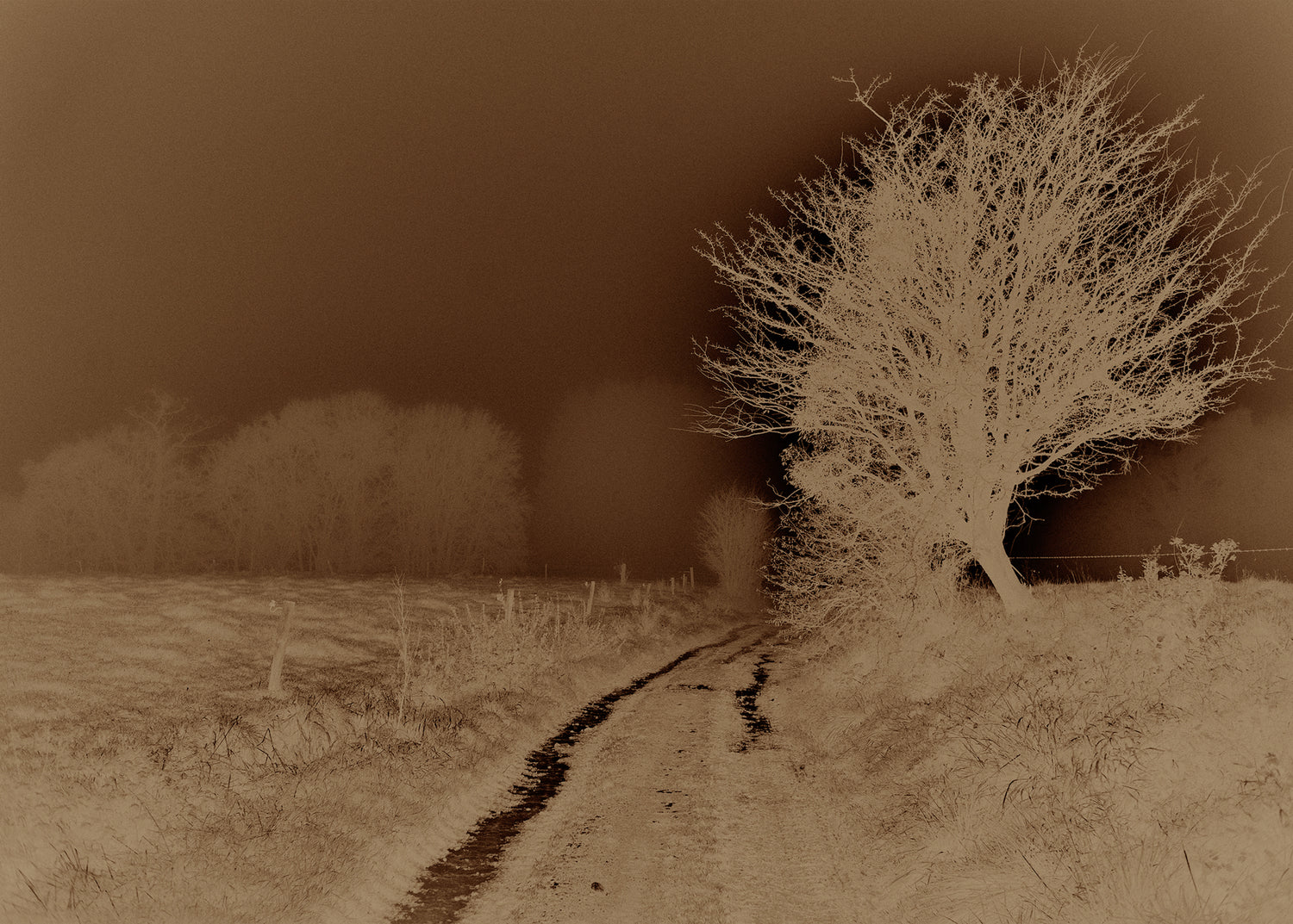 Digital Negatives