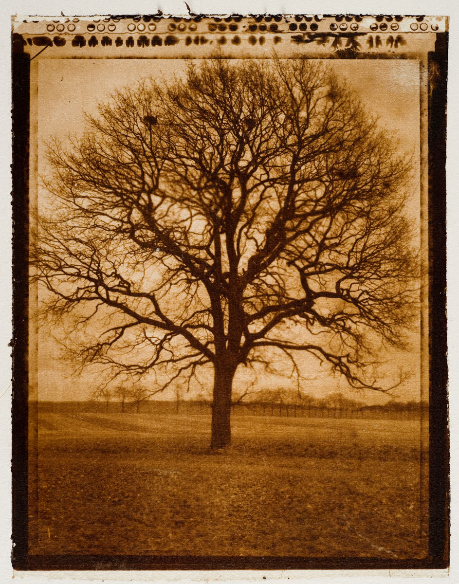 VanDyke Brown Print